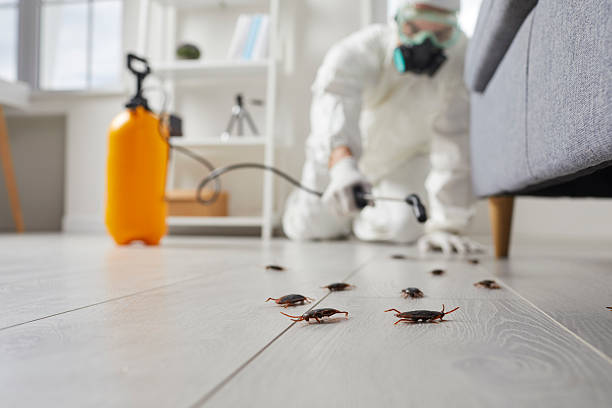 Commercial Rodent Management in Manning